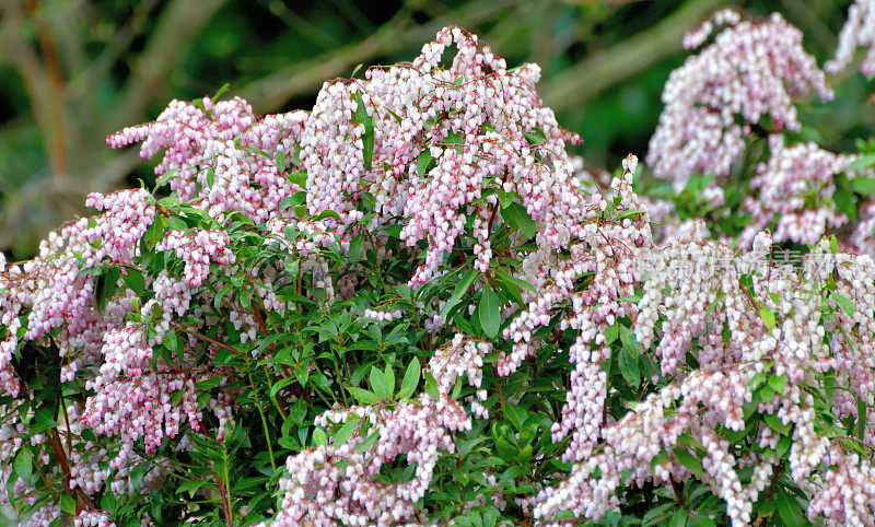 Pieris japonica /日本仙女座花